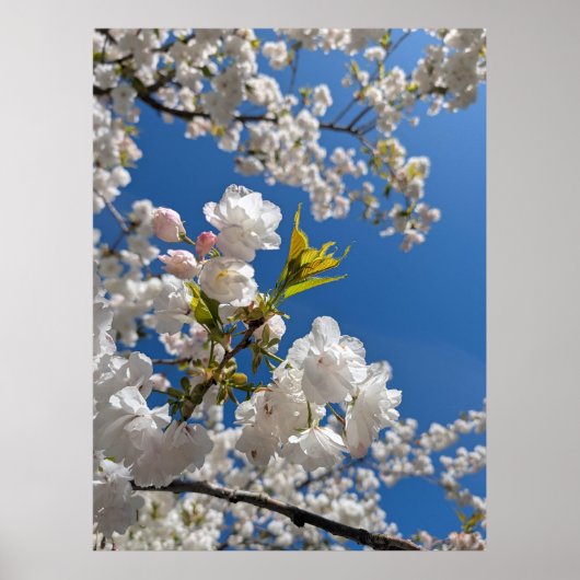 Weiße Sakura H.G. Poster (Vorne)