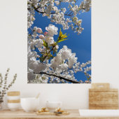 Weiße Sakura H.G. Poster (Küche)