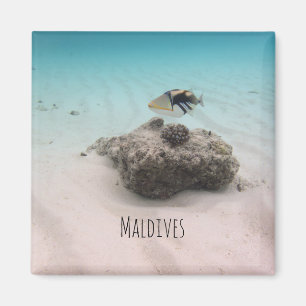 Weiße Sand-Lagune-korallenrote Fisch-Andenken Magnet