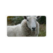 Weiße Schafe Adressaufkleber (Vorne)