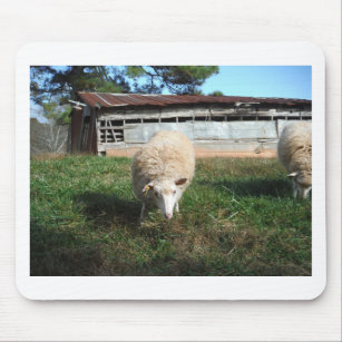 Weiße Schafe auf dem Bauernhof Mousepad