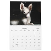 Weiße Schäferhunde Kalender (Jan 2027)