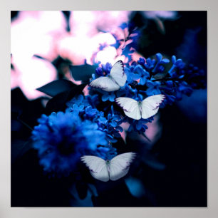 Weiße Schmetterlinge Blaue Blumen, Schmetterling Poster