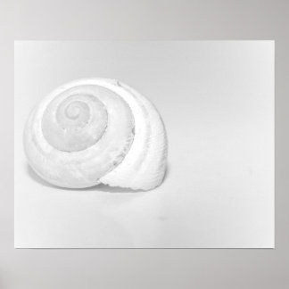 Weiße Schneckenschale Minimalistische Naturfotogra Poster