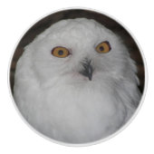 Weiße Schneeauge Natur Foto Keramikknauf (Vorderseite)