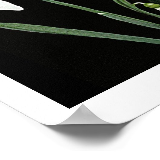 Weiße Schneeflocken Frühlingsblumen auf schwarzer Poster (Ecke)