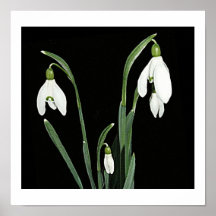 Weiße Schneeflocken Frühlingsblumen auf schwarzer 