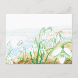 Weiße Schneeglöckchen-Illustration Postkarte