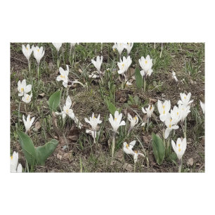 Weiße Schneeglöckchen im Frühlingsgras Fotodruck