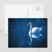 Weiße Schwäne auf Blue Waters Postkarte (Vorne/Hinten)