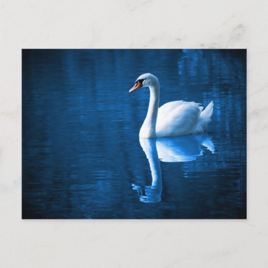 Weiße Schwäne auf Blue Waters Postkarte (Vorderseite)