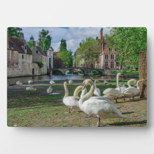 Weiße Schwäne in Brügge Fotoplatte