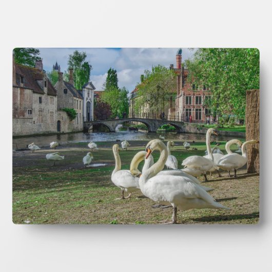 Weiße Schwäne in Brügge Fotoplatte (Vorderseite)
