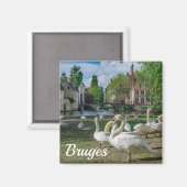 Weiße Schwäne in Brügge Magnet (Vorderseite/Rückseite)