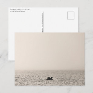 Weiße Schwäne Natur Foto Postkarte