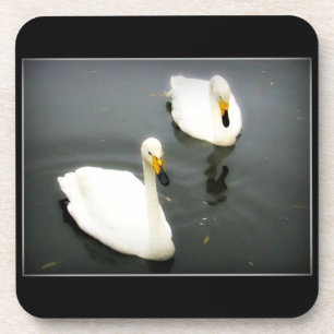 Weiße Schwäne Schwarzes Wasser Untersetzer