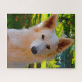 Weiße Schweizer Hirte Hund Jigsaws. Puzzle (Horizontal)