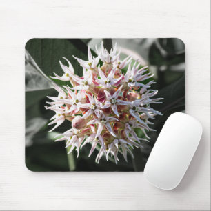 Weiße Showy Milkweed, Wildblumen-Fotografie Mousepad