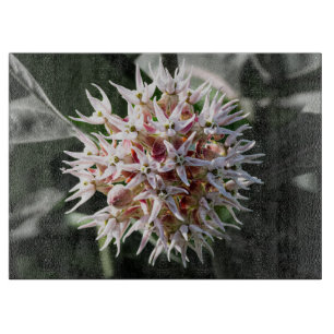 Weiße Showy Milkweed, zarte Wildblumen-Foto Schneidebrett