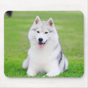 Weiße sibirische Husky-Welpe auf grünem Grasfeld Mousepad