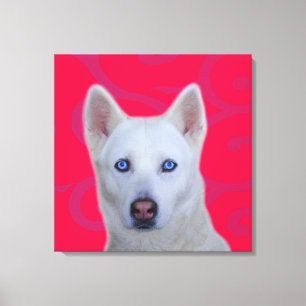 Weiße sibirische Husky-Wrapped Canvas Leinwanddruck