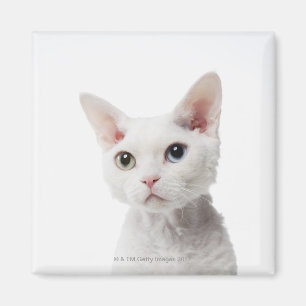 Weiße sonderbar-mit Augen Katze 2 Magnet