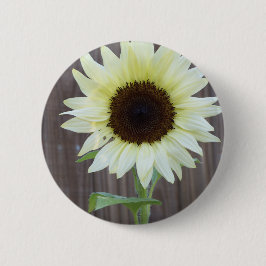 Weiße Sonnenblume gegen einen verwitterten Zaun Button
