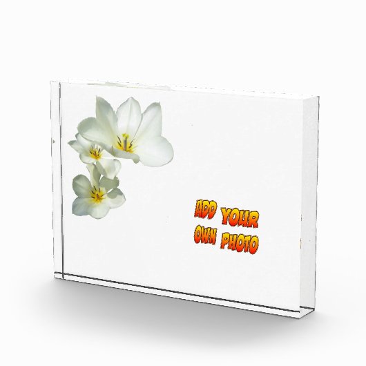 Weiße, sonnige Tulip-Blume Kruste. Fotoblock (Rechts)