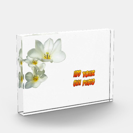 Weiße, sonnige Tulip-Blume Kruste. Fotoblock (Links)