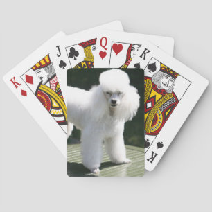 Weiße Spielkarten für Miniatur-Poodle