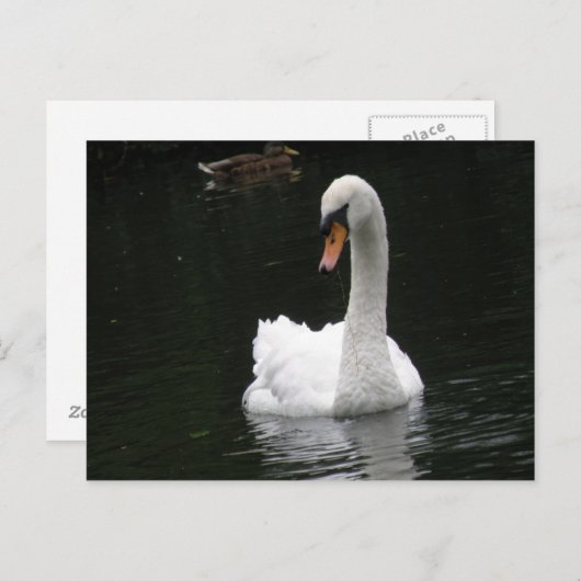 Weiße Swan-Postkarte Postkarte (Vorne/Hinten)