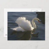 Weiße Swan-Postkarte Postkarte (Vorne/Hinten)