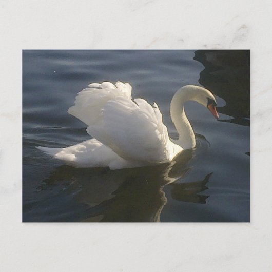 Weiße Swan-Postkarte Postkarte (Vorderseite)