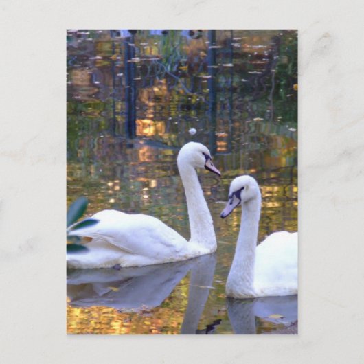 Weiße Swans Postkarte (Vorderseite)