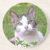 Weiße Tabby Katze und rosa Petunia Sandstein Untersetzer (Vorne)