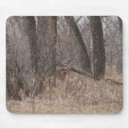 Weiße-taileded Rotwild D1 in Cottowood Bäumen Mousepad