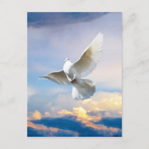 Weiße Taube im Flug Postkarte