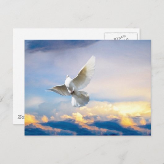 Weiße Taube im Flug Postkarte (Vorne/Hinten)