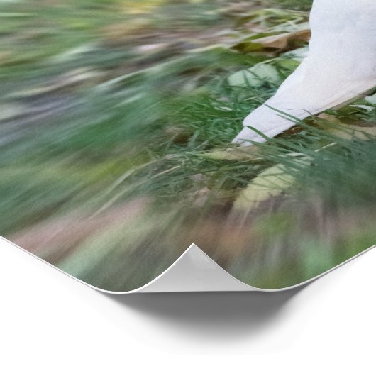 Weiße Taube Poster (Ecke)