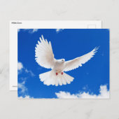 Weiße Taube Postkarte (Vorne/Hinten)