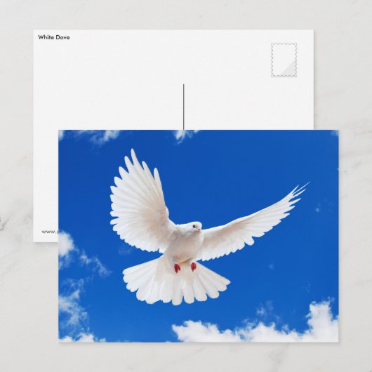 Weiße Taube Postkarte (Vorne/Hinten)