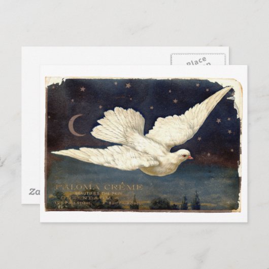 weiße Taube Postkarte (Vorne/Hinten)