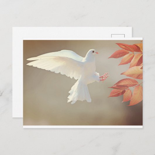 weiße Taube Postkarte (Vorne/Hinten)