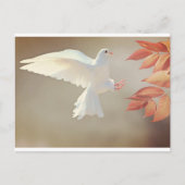 weiße Taube Postkarte (Vorderseite)