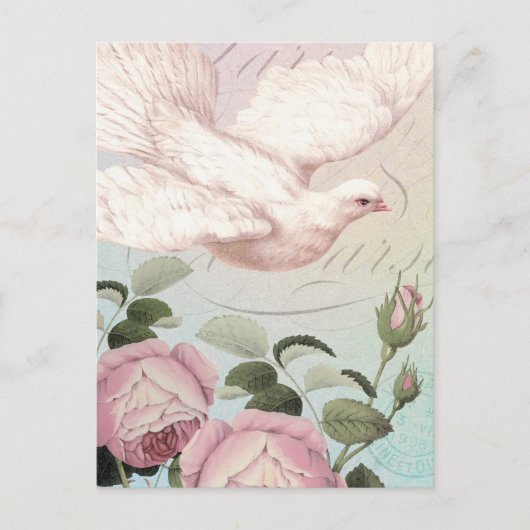 Weiße Taube und rosa Rosen Postkarte (Vorderseite)