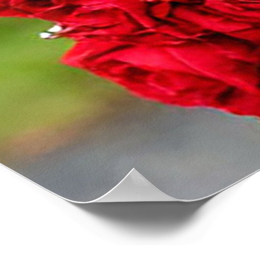 Weiße Tauben mit rotem Band in Rose Arch Poster (Ecke)