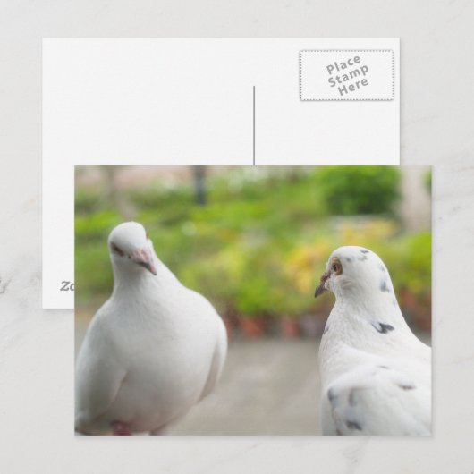 Weiße Tauben Postkarte (Vorne/Hinten)