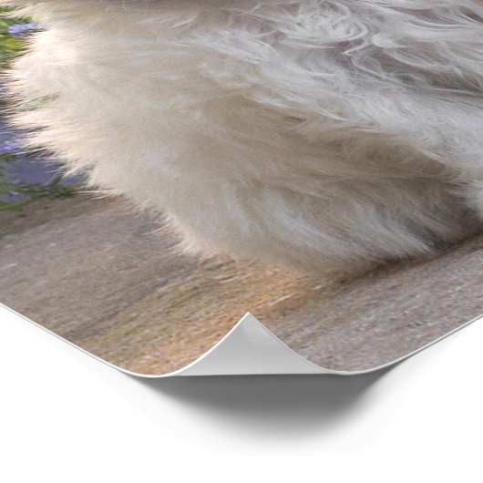 Weiße Tiere Poster (Ecke)