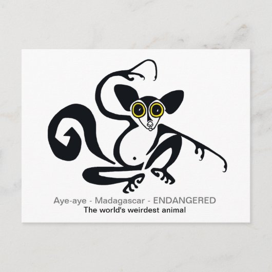 Weiße Tierwelt - AYE-AYE - Lemur- Primat Postkarte (Vorderseite)