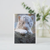 Weiße Tiger Kuh leckt gut Postkarte (Stehend Vorderseite)
